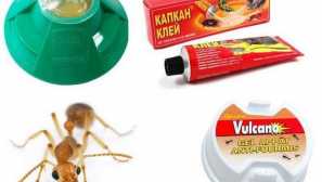 Co mravenci jedí v přírodě a doma